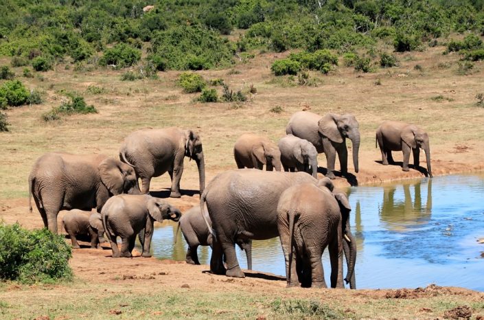 Famille au Bain https://pixabay.com/en/elephant-african-bush-elephant-241624/