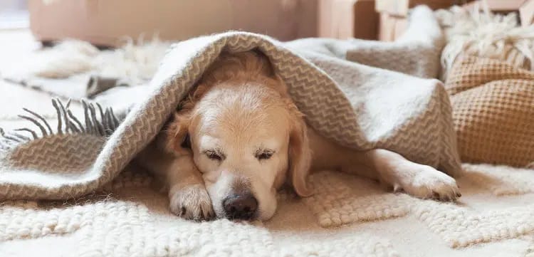 Petit chien endormi sous un plaid